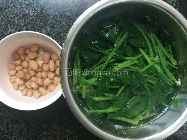 花生煮熟，菠菜焯水，然后都用凉开水过一下。