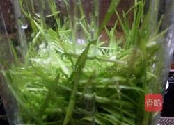 小麦草汁的做法图解2