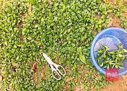 凉拌马兰头的做法图解1