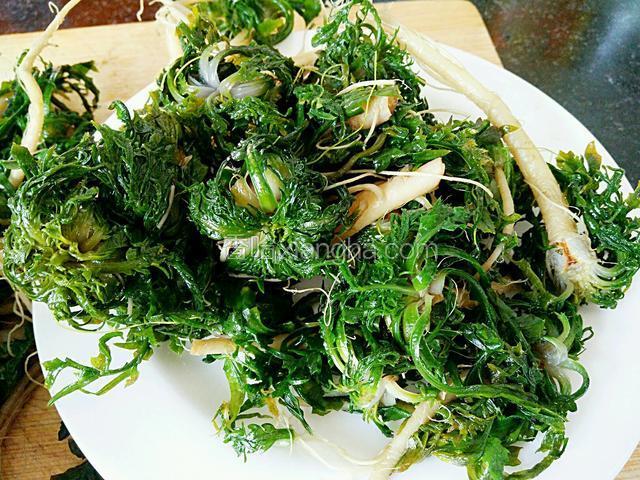 新鲜荠菜放开水烫2分钟捞出拔凉控水备用