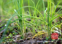 酸甜野葱的做法图解1