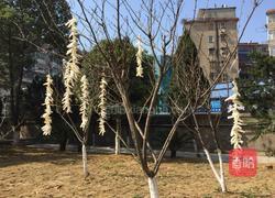 自制甜（五香）萝卜的做法图解2