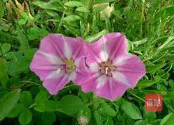 打碗花野菜团子的做法图解10