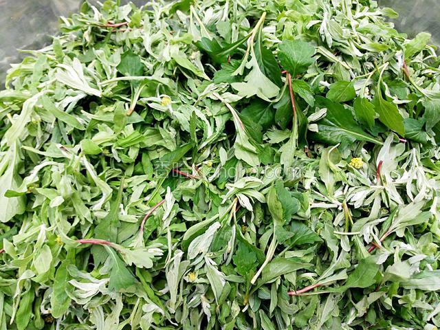做青团用的野菜摘洗干净。