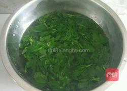 凉拌苜蓿的做法图解2