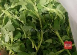 苜蓿大肉饺子的做法图解2