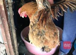 海参煲老鸡的做法图解1