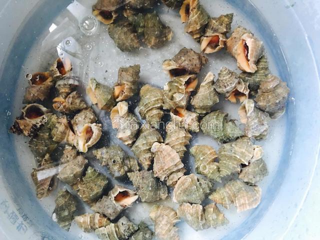海石螺放入盐和油泡养1-2个小时。