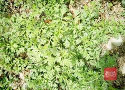 艾蒿南瓜青团子的做法图解1