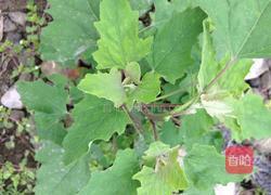 蒜蓉灰灰菜的做法图解1