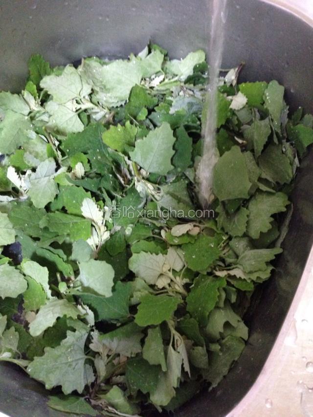 灰灰菜用水多淘冼几篇。