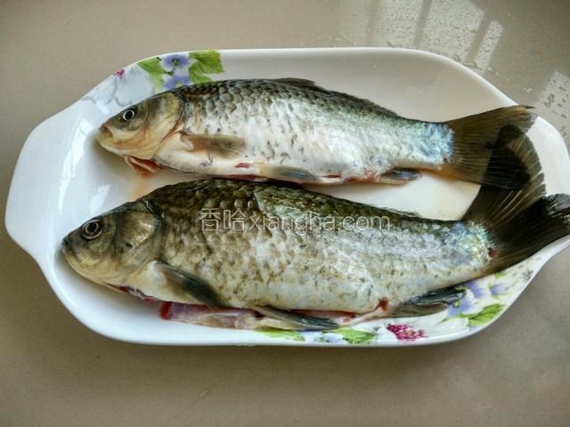 鲫鱼去鳞去鳃去内脏清洗干净，用盐和白酒稍腌待用