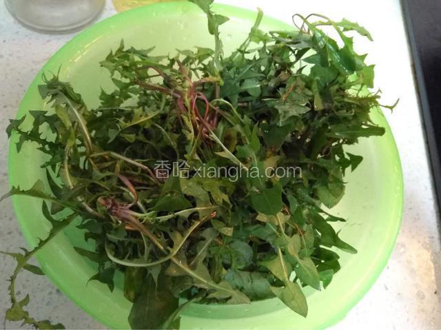 将采摘好的蒲公英浸泡清洗干净。