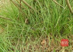 野蒜炒鸡蛋的做法图解1