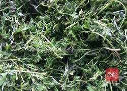 炒白蒿的做法图解1