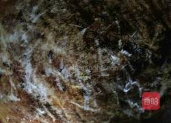 发面玉米饼的做法图解14