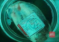 老屋私房菜 详解五香酱牛肉的做法图解1