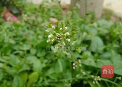 荠菜花煮鸡蛋的做法图解1