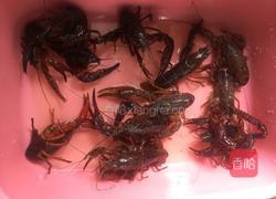 香辣大龙虾的做法图解1