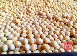 自制黄豆粉的做法图解3