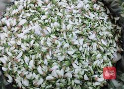 蒸槐花的做法图解3