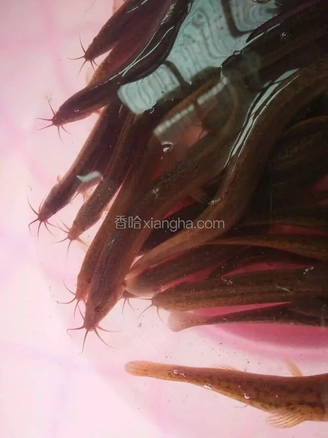野生的泥鳅颜色偏金黄，个头没那么肥大，人工养殖的颜色偏黑个头个个都肥大！我一般都是这么识别的！