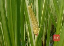 蒲菜肉丝小炒～的做法图解2