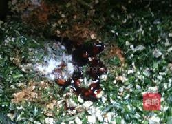 塌菜馍的做法图解10