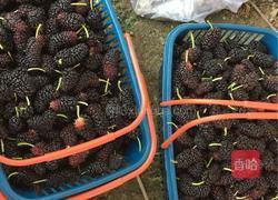 自制桑葚果酱的做法图解1