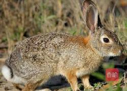 玉儿烧野兔肉的做法图解1