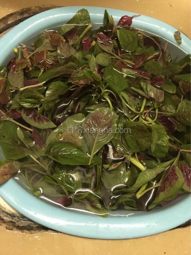 紫苋菜去掉根部以及老梗，洗净备用