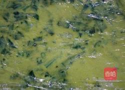 菠菜鸡蛋糕的做法图解11