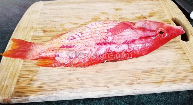 将猪鱼刮鳞，除内脏备用。
