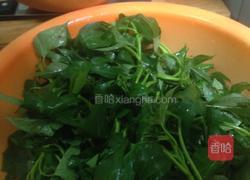 炒红薯芽叶的做法图解1