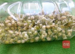 饮料瓶生绿豆芽的做法图解6