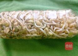 饮料瓶生绿豆芽的做法图解9