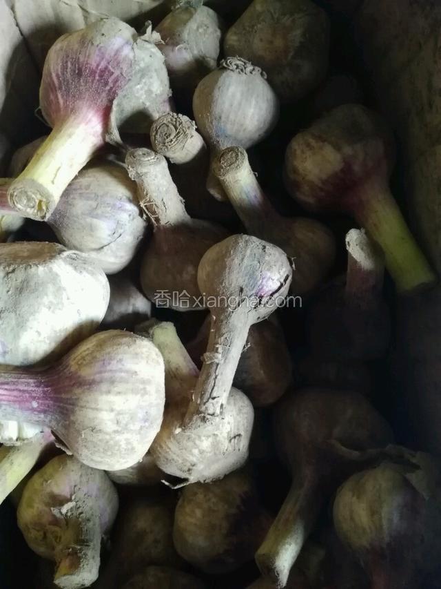 新鲜大蒜备用