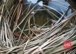 肉粽的做法图解2