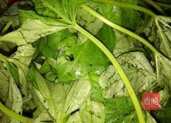 蒜炒红薯叶的做法图解1