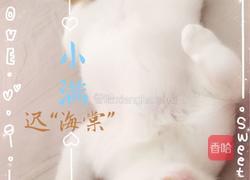 猫饭－盛夏沙拉（适用于猫咪）的做法图解5