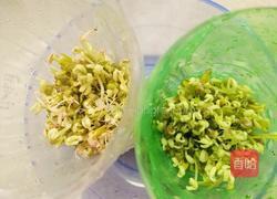 自发绿豆芽的做法图解5