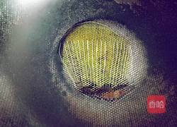 火腿肠鸡蛋饼的做法图解7