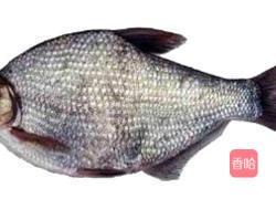 葱油扁鱼的做法图解1