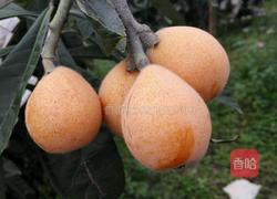 枇杷水的做法图解1