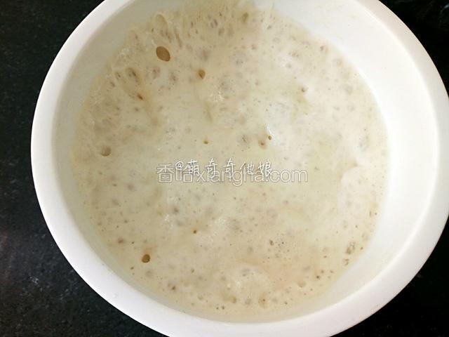 发酵至表面布满泡泡，膨胀到最高点中心略有回落，拨开内部有拉丝且有蜂窝状，即波兰种制作完成。