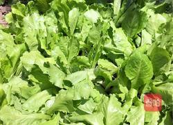 蒜蓉小生菜的做法图解1