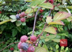 野生树莓酱的做法图解1