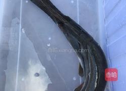 蒜蓉豆鼓蒸鸭嘴鱼（别名无骨鱼）的做法图解2