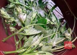 蒜香南瓜苗的做法图解1