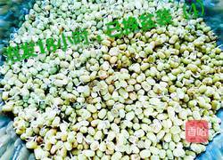 绿豆芽（自己泡发最健康）的做法图解7